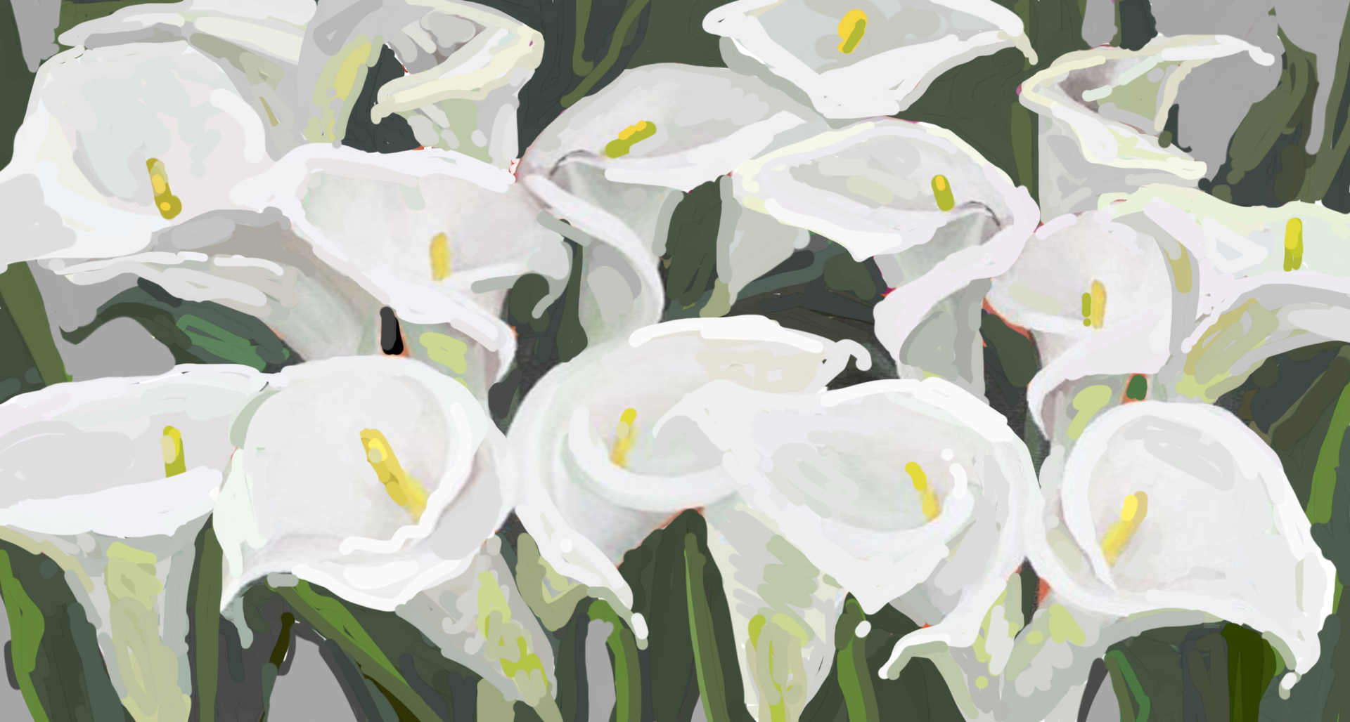 Calla lilies, painted