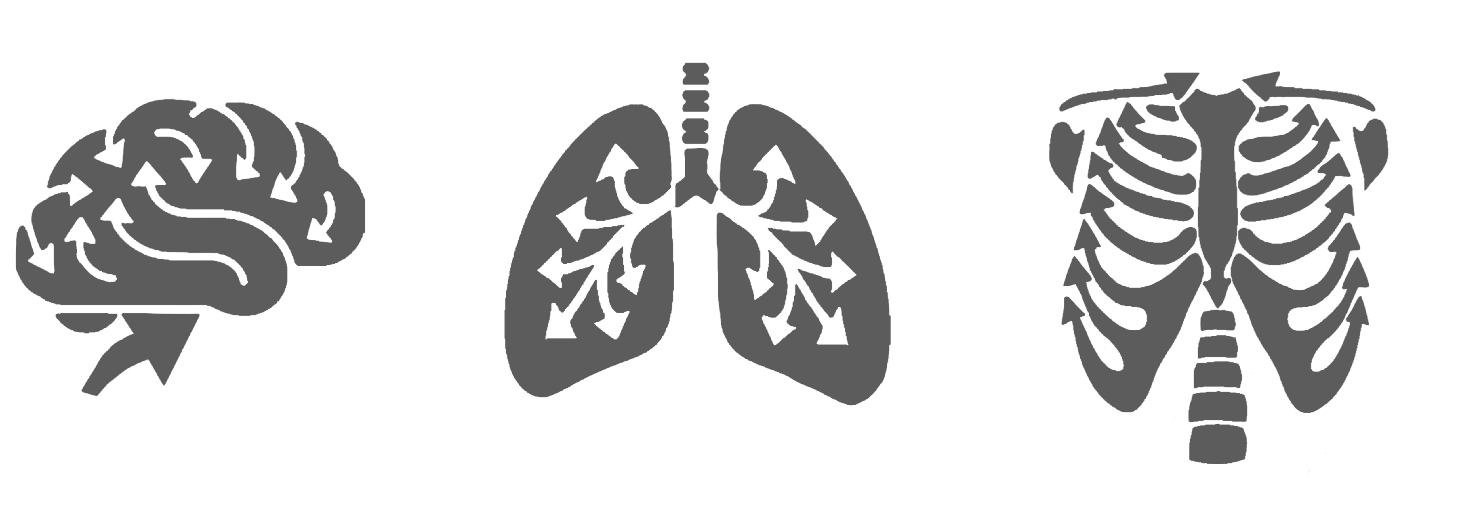 ReHuman — the three anatomical systems: brain, lungs, ribcage